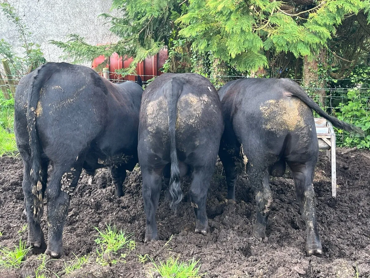 Pedigree Angus Bulls - Image 4