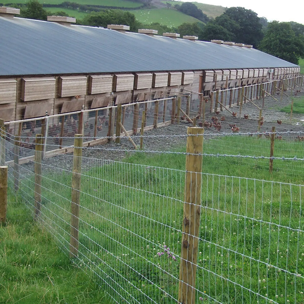 Poultry Fencing - Image 1