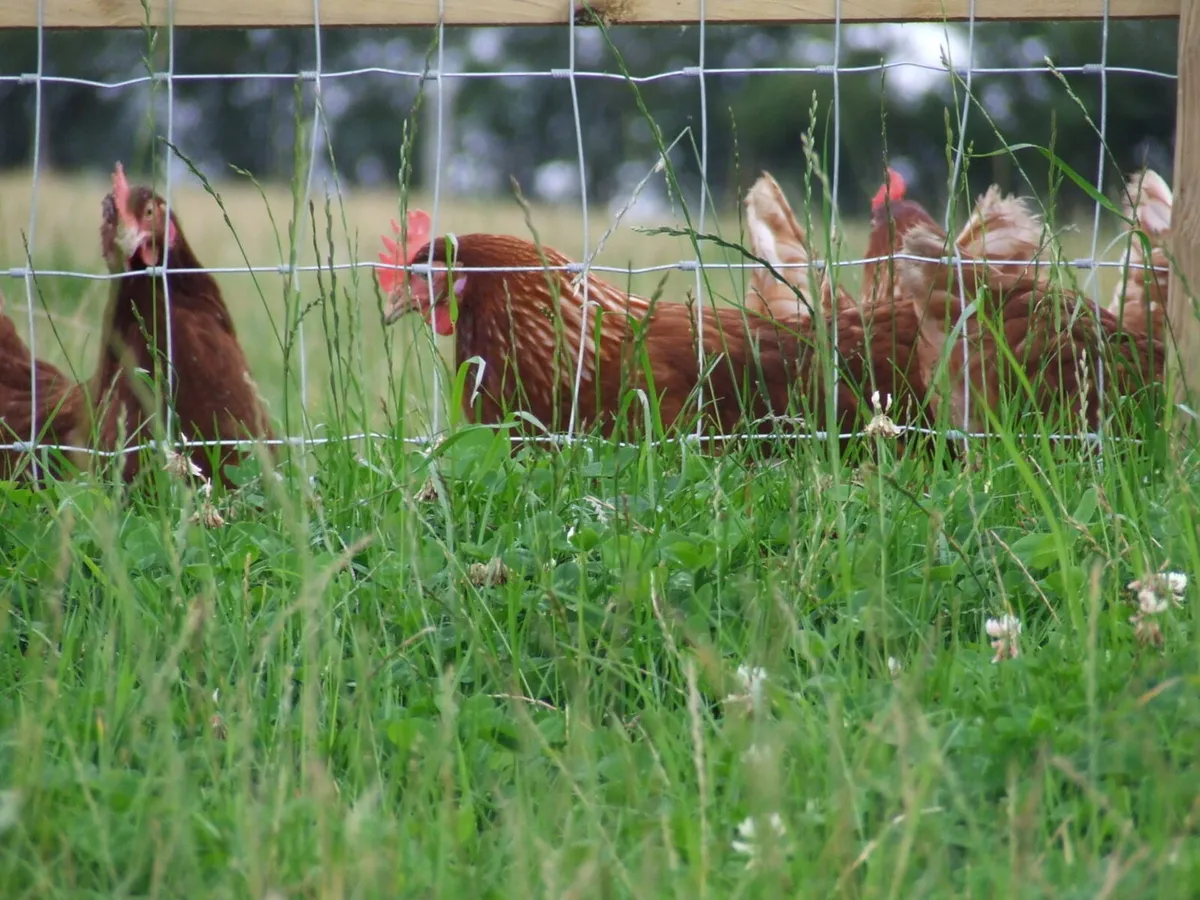 Poultry Fencing - Image 2