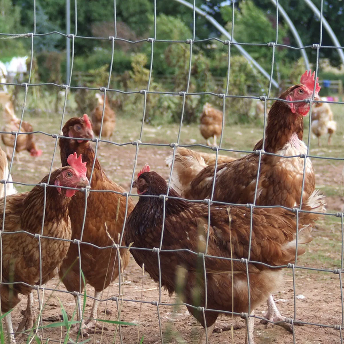 Poultry Fencing - Image 3