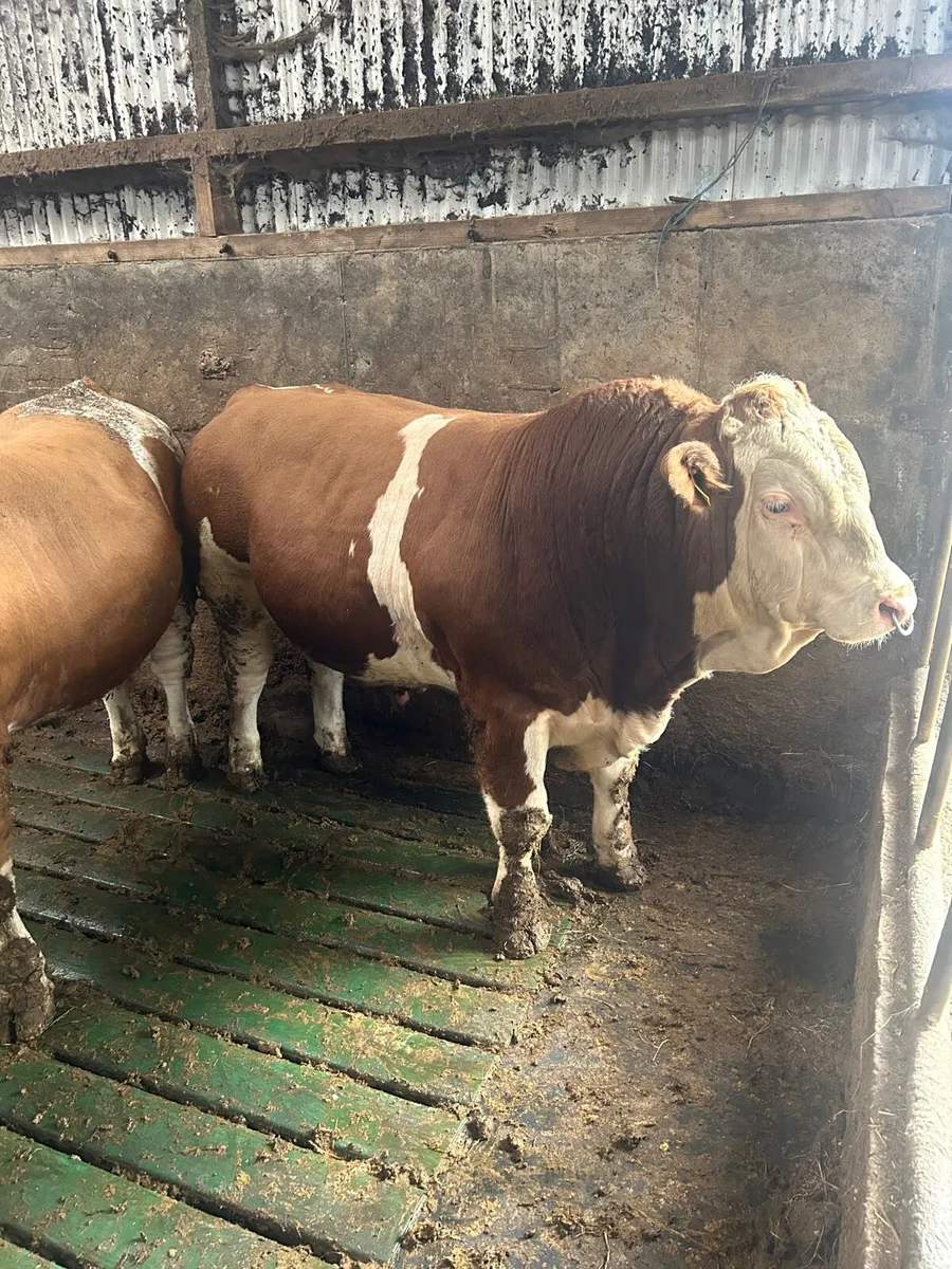 Pedigree Simmental Bulls - Image 4