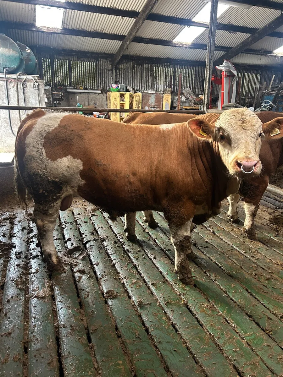 Pedigree Simmental Bulls - Image 1