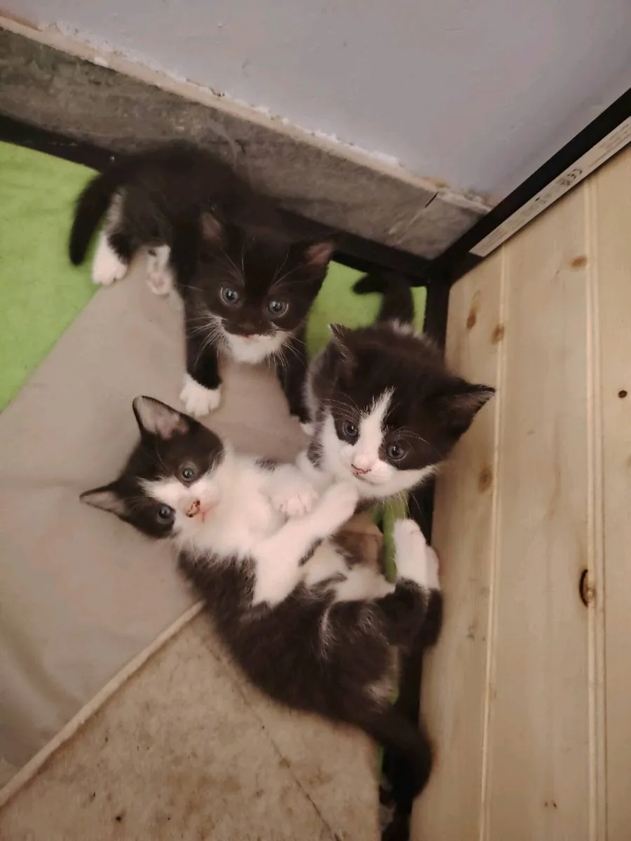 Kittens - Image 2