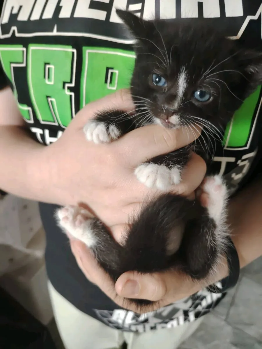 Kittens - Image 3