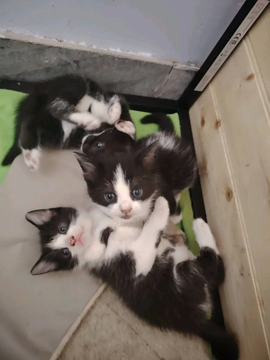 Kittens - Image 4