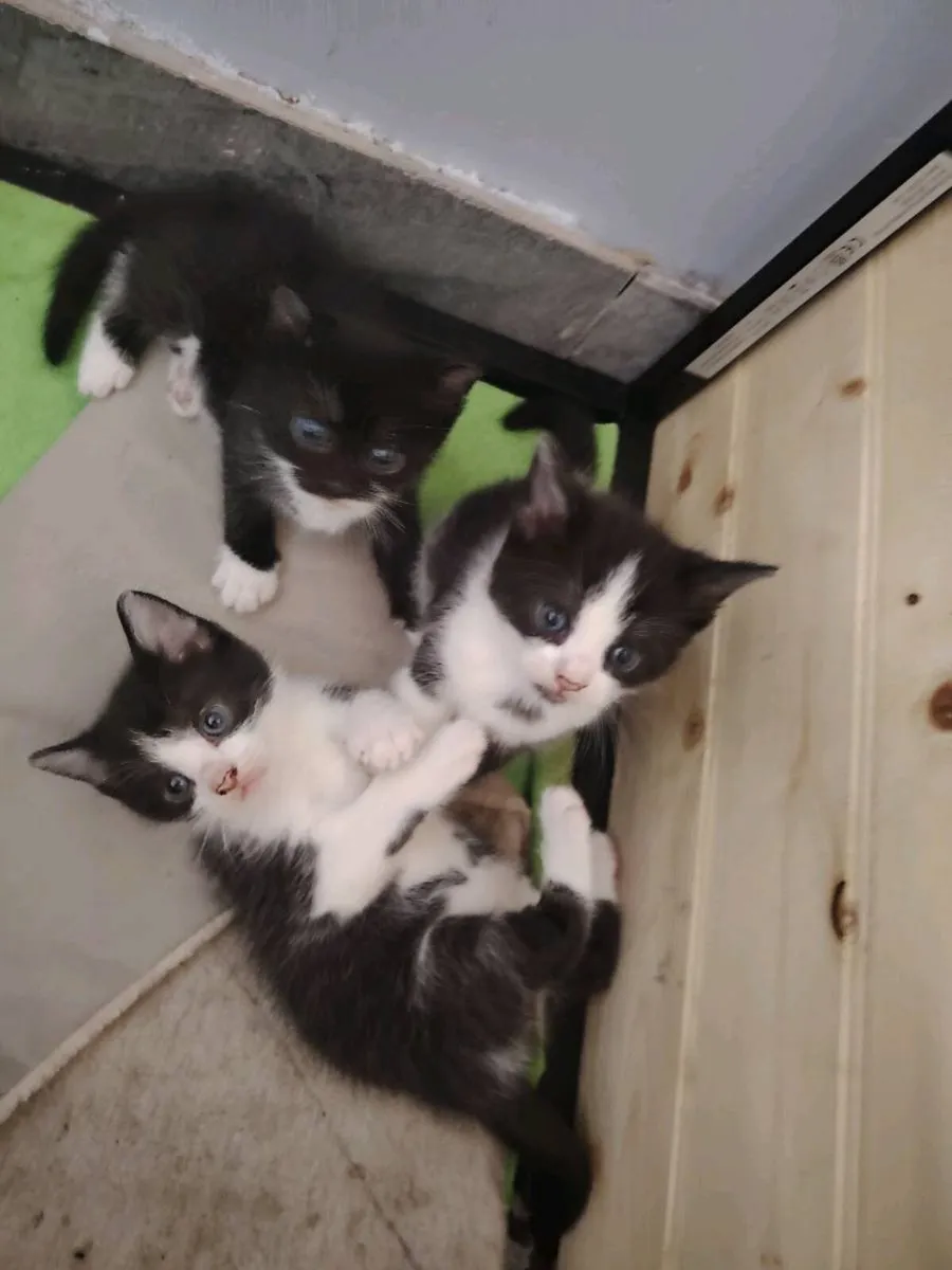 Kittens - Image 1