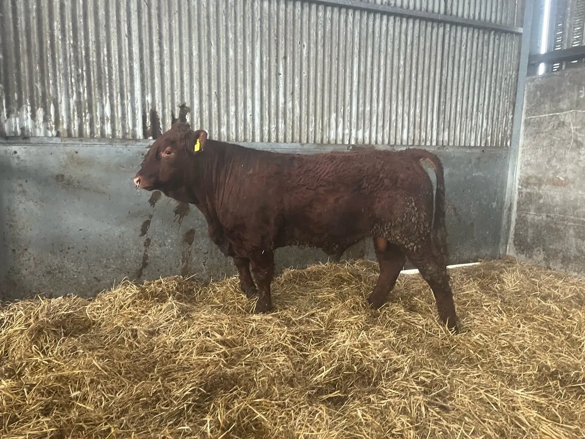PBR Saler Bull - Image 1