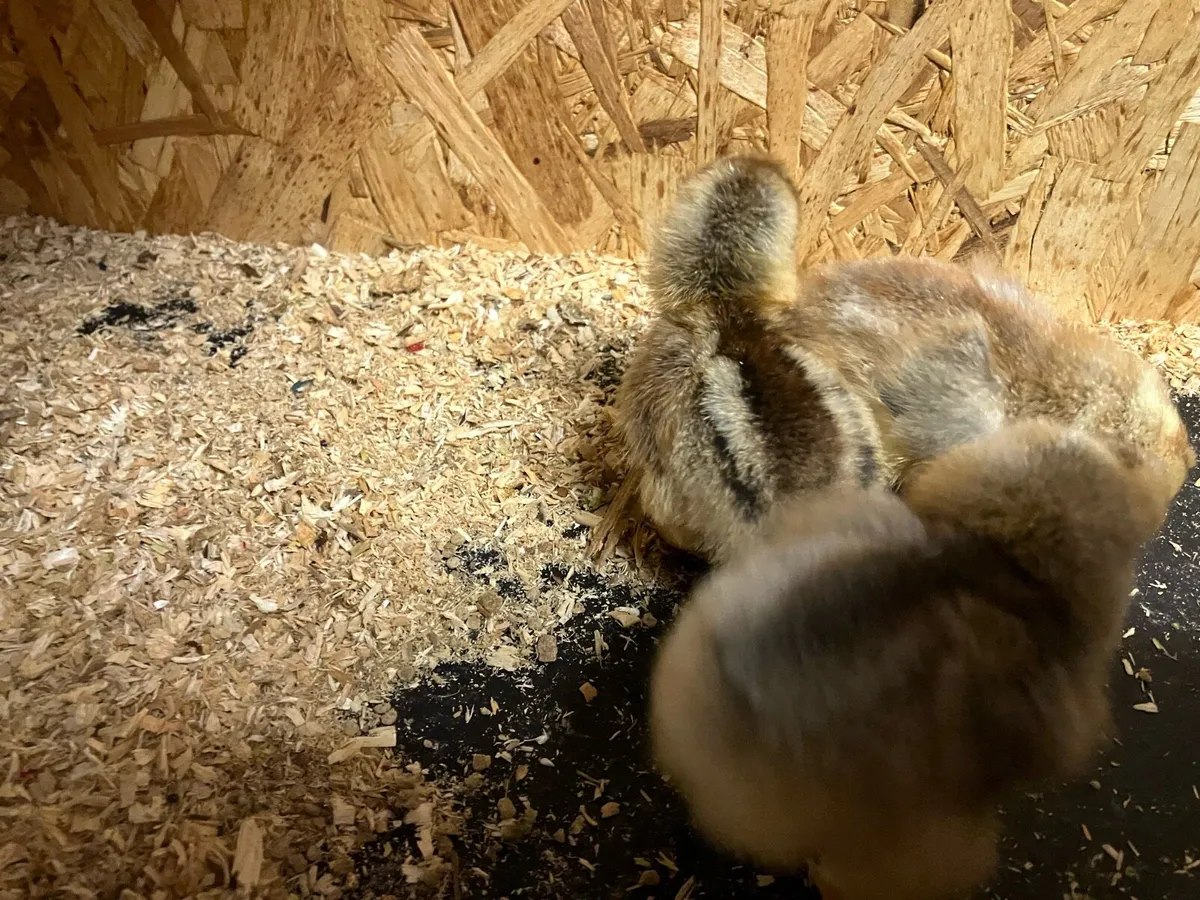 Day old chicks purebred cream legbar - Image 4