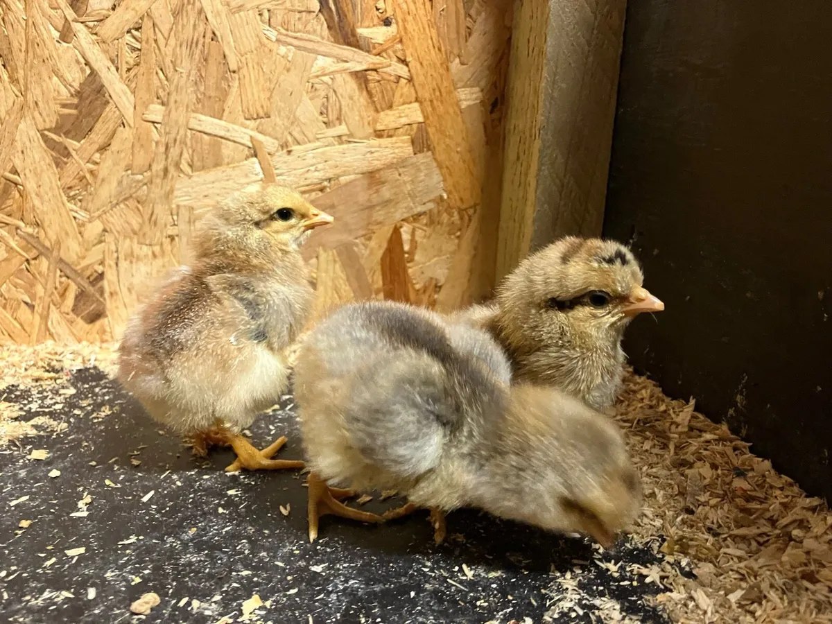 Day old chicks purebred cream legbar - Image 1