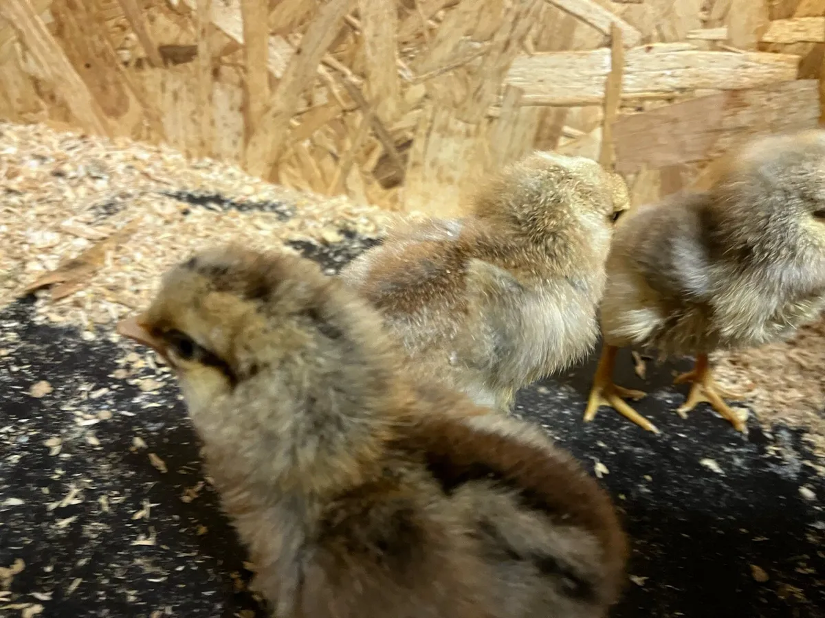 Day old chicks purebred cream legbar - Image 2