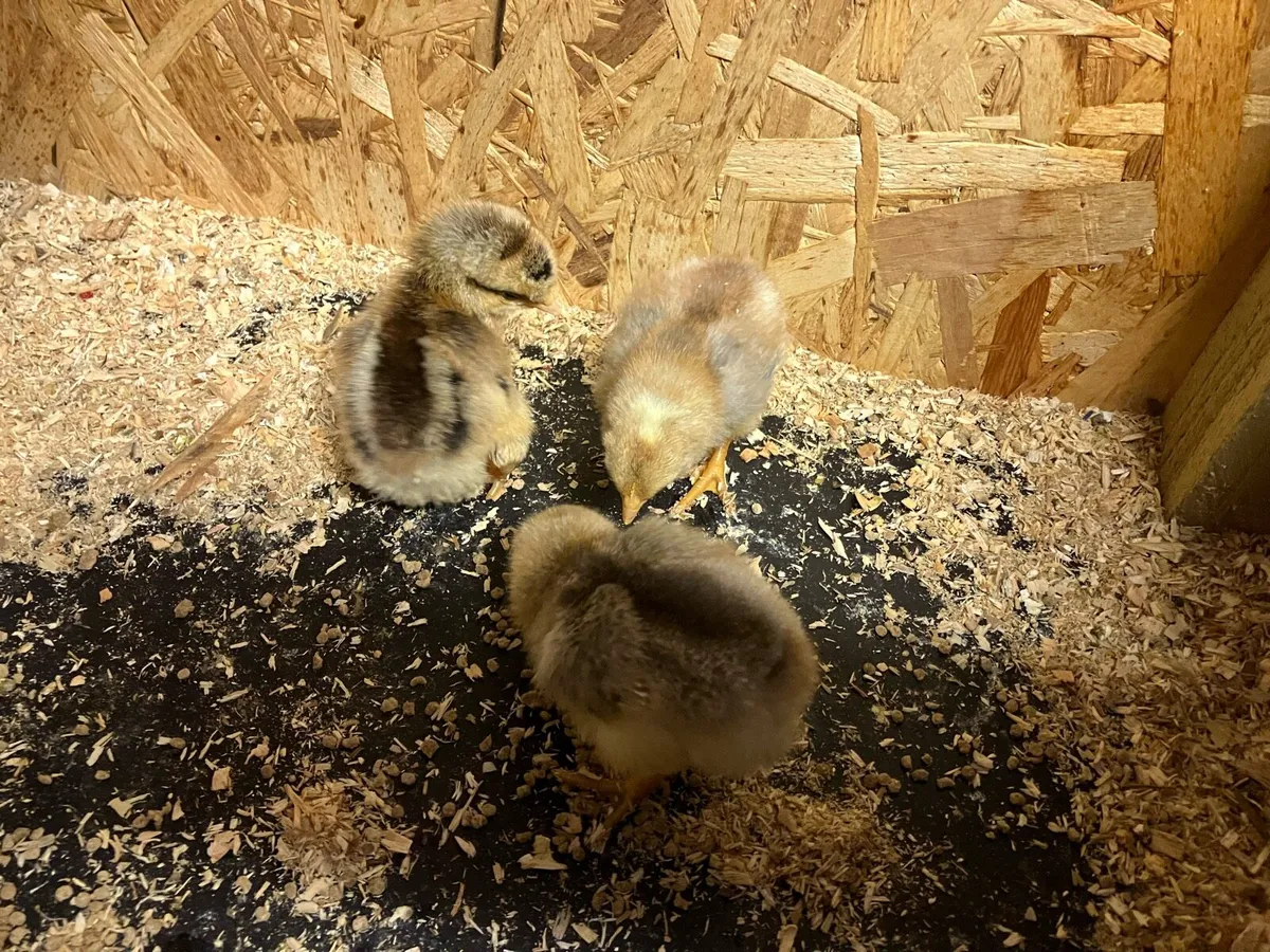 Day old chicks purebred cream legbar - Image 3
