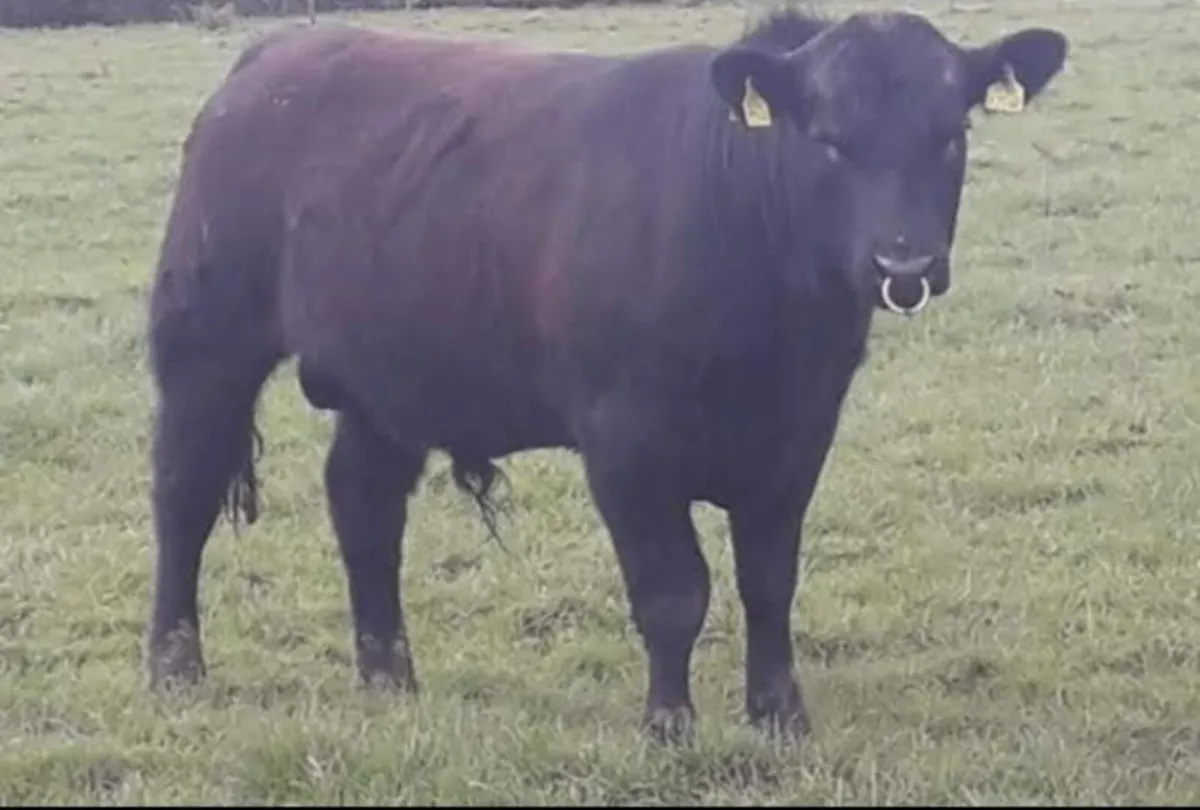 PBR Bull