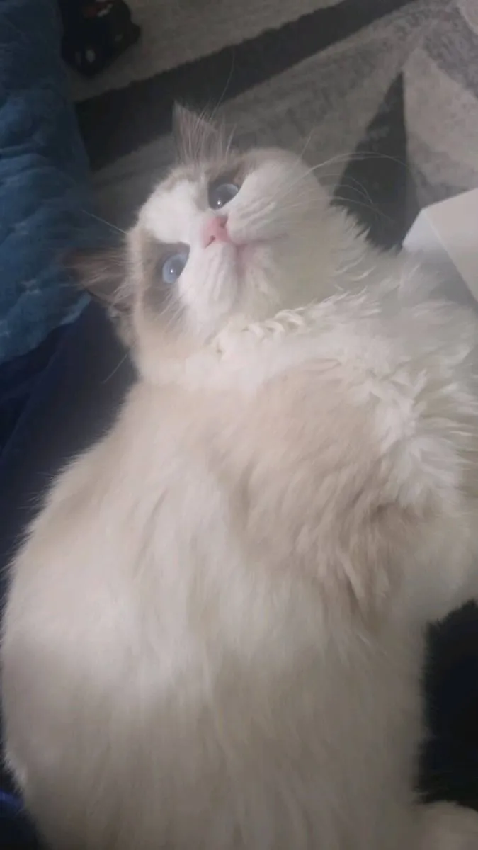 Kitten