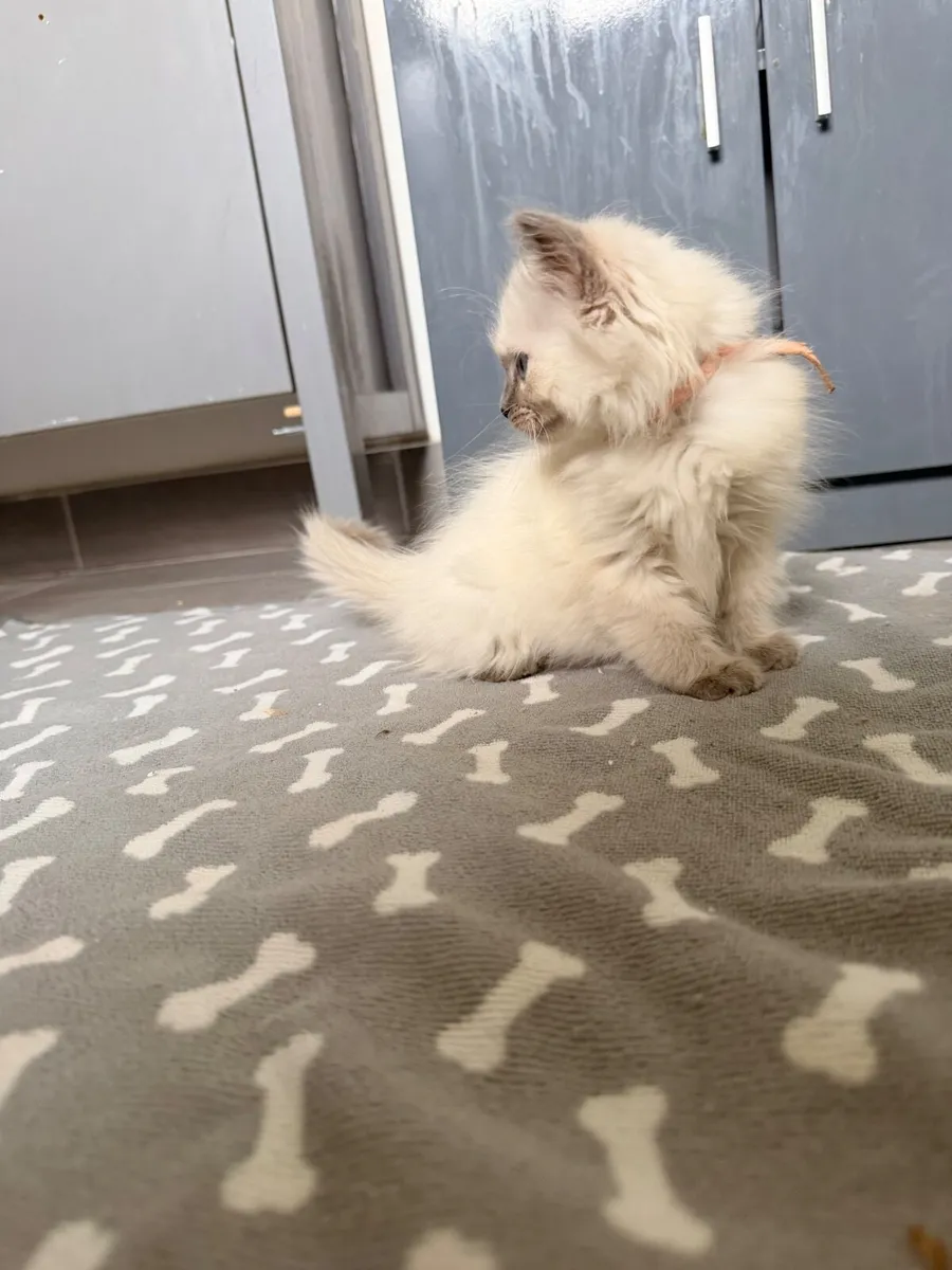 Ragdoll kitten - Image 3
