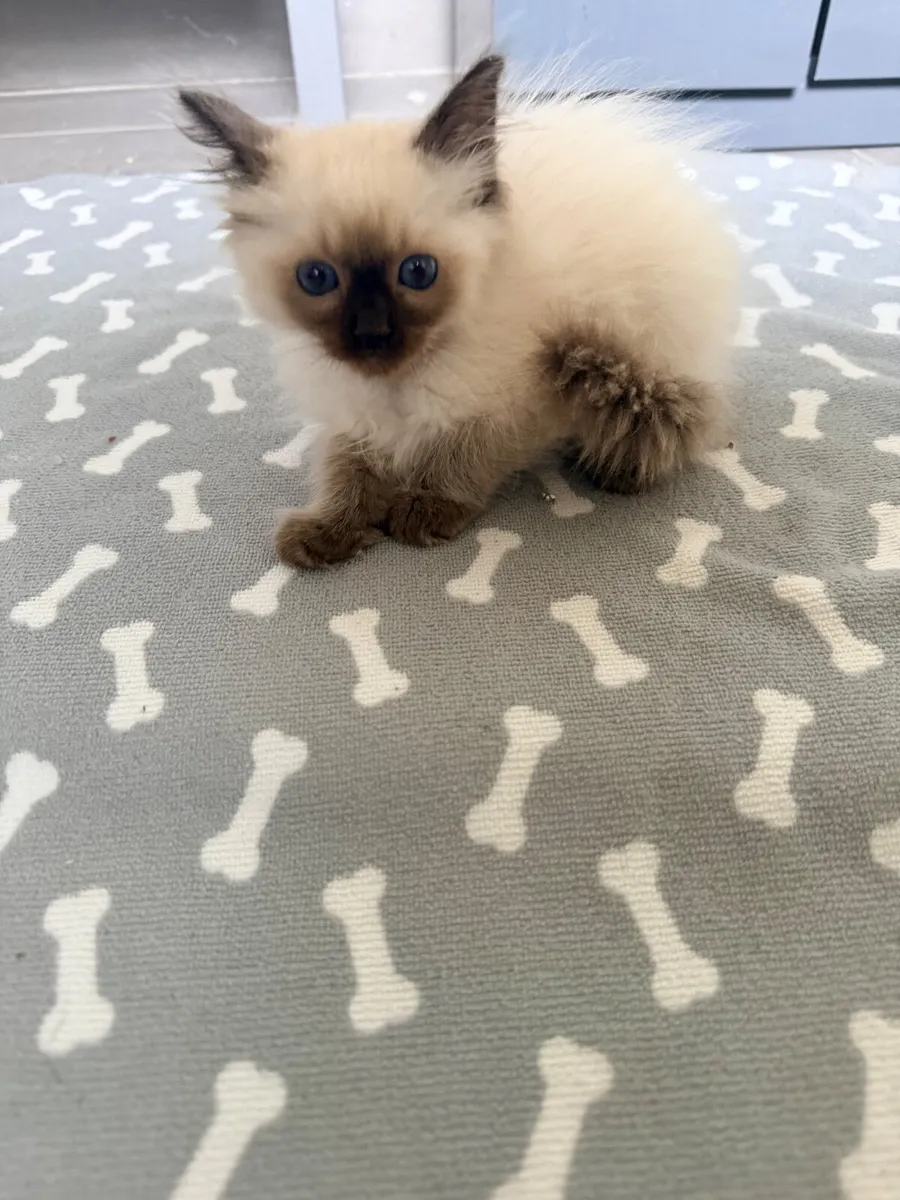 Ragdoll kitten - Image 4