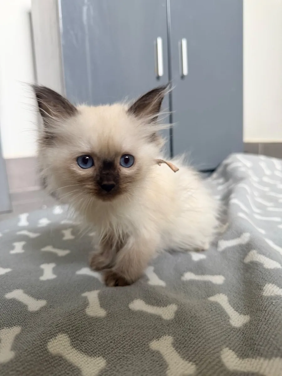 Ragdoll kitten - Image 1