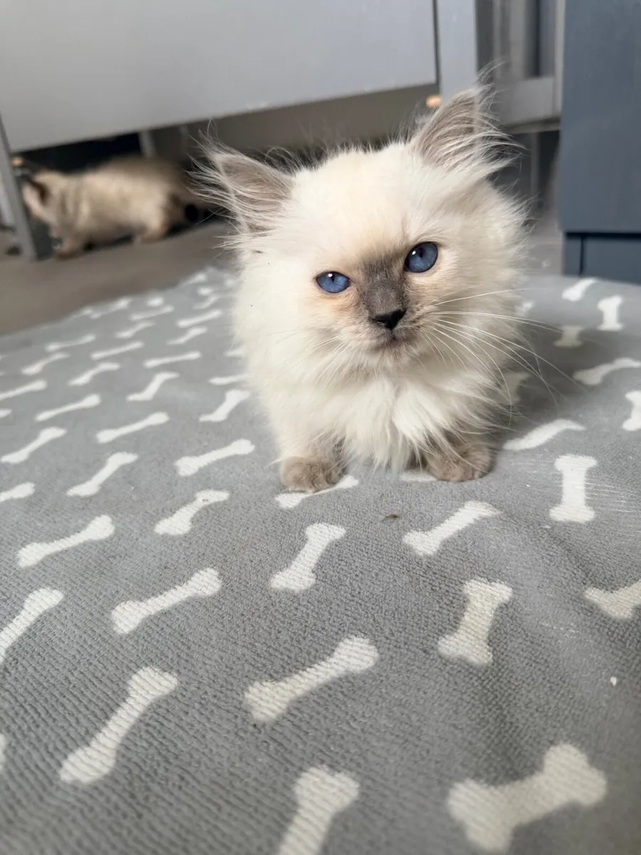 Ragdoll kitten - Image 2