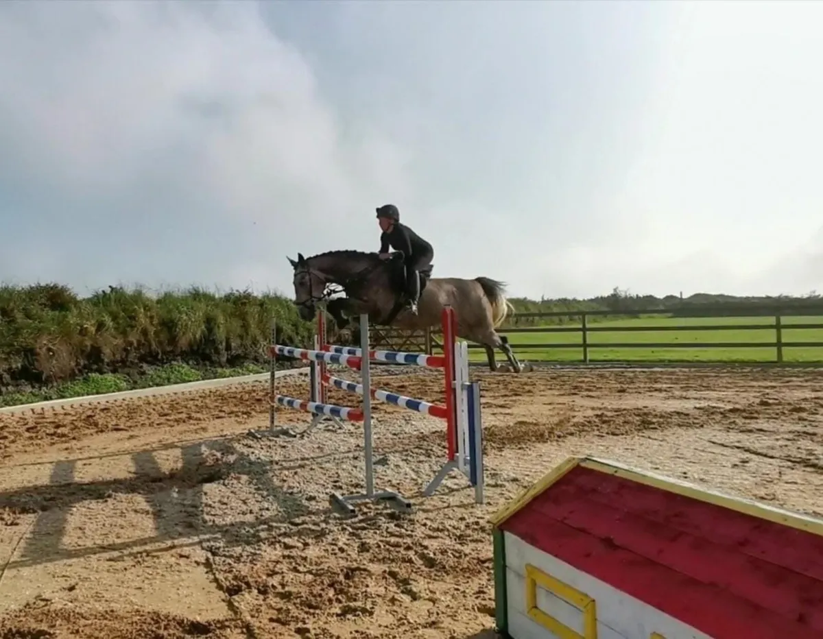 Quality Can Cruise 16.1 (2014) Broodmare - Image 1