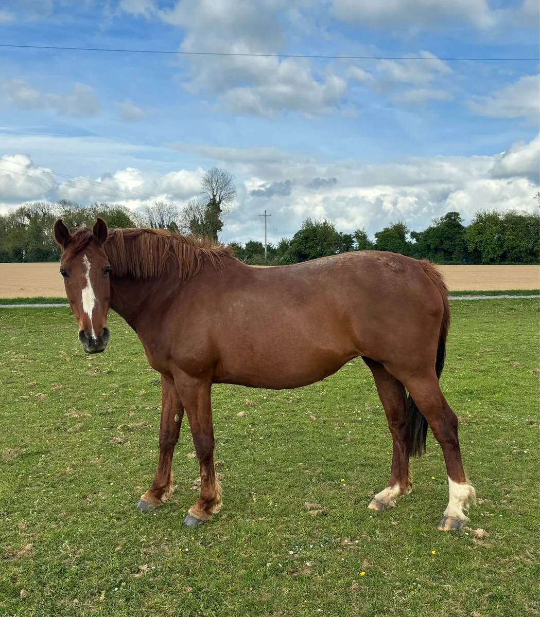 Broodmare by Future Trend x Ard Douglas - Image 2