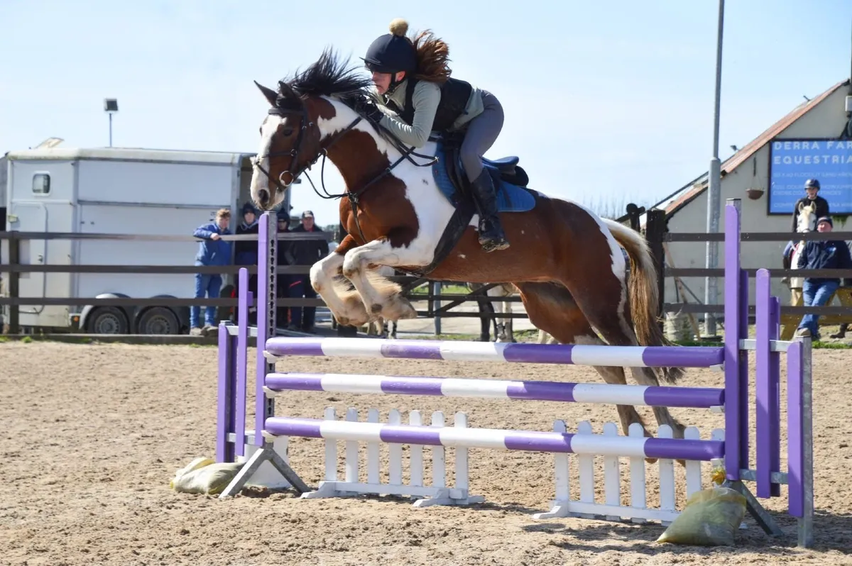 Quality All-rounder 15hh 5yo - Image 1