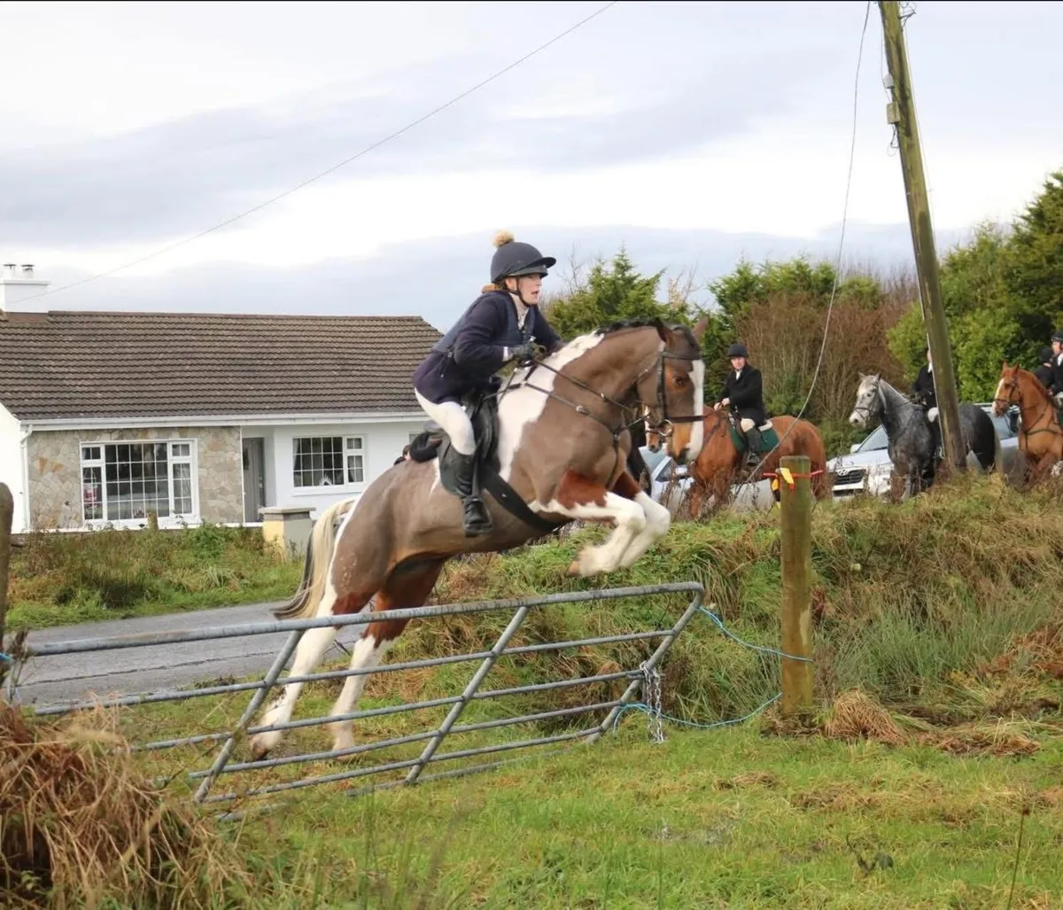 Quality All-rounder 15hh 5yo - Image 3
