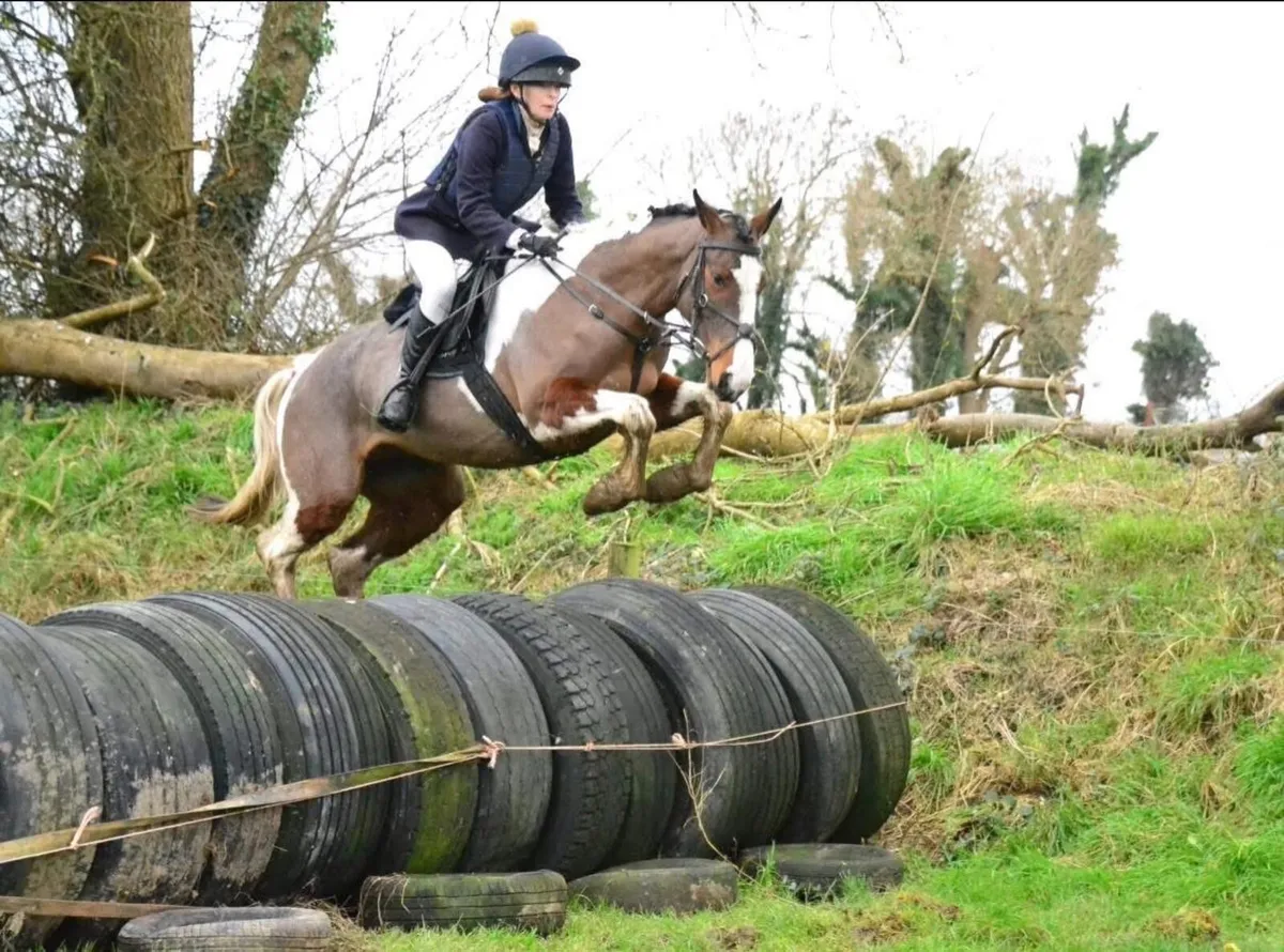 Quality All-rounder 15hh 5yo - Image 4
