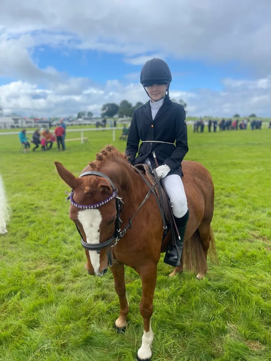 12.2 Welsh Pony - eventing/pony club - Image 2