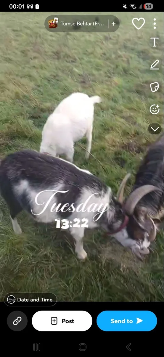 Goat - Image 1