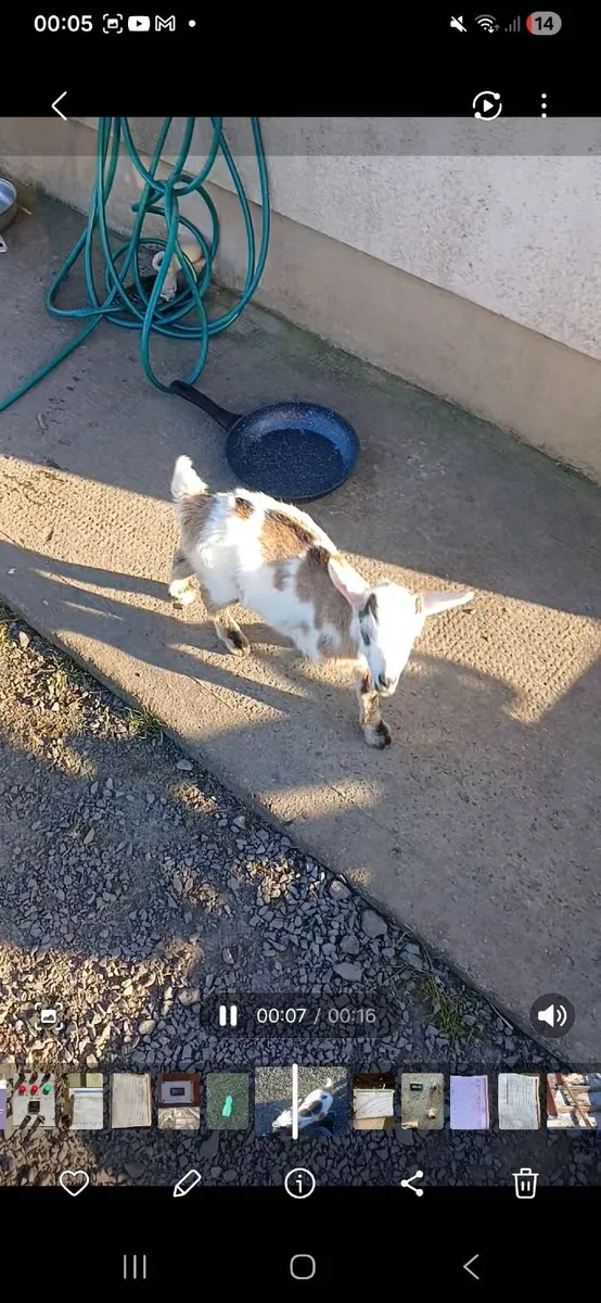 Goat - Image 2