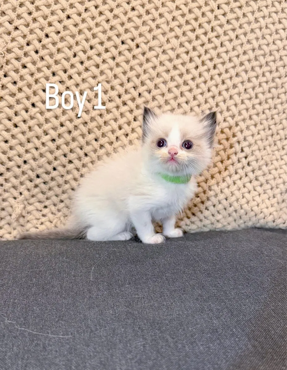 Ragdoll kittens - Image 2