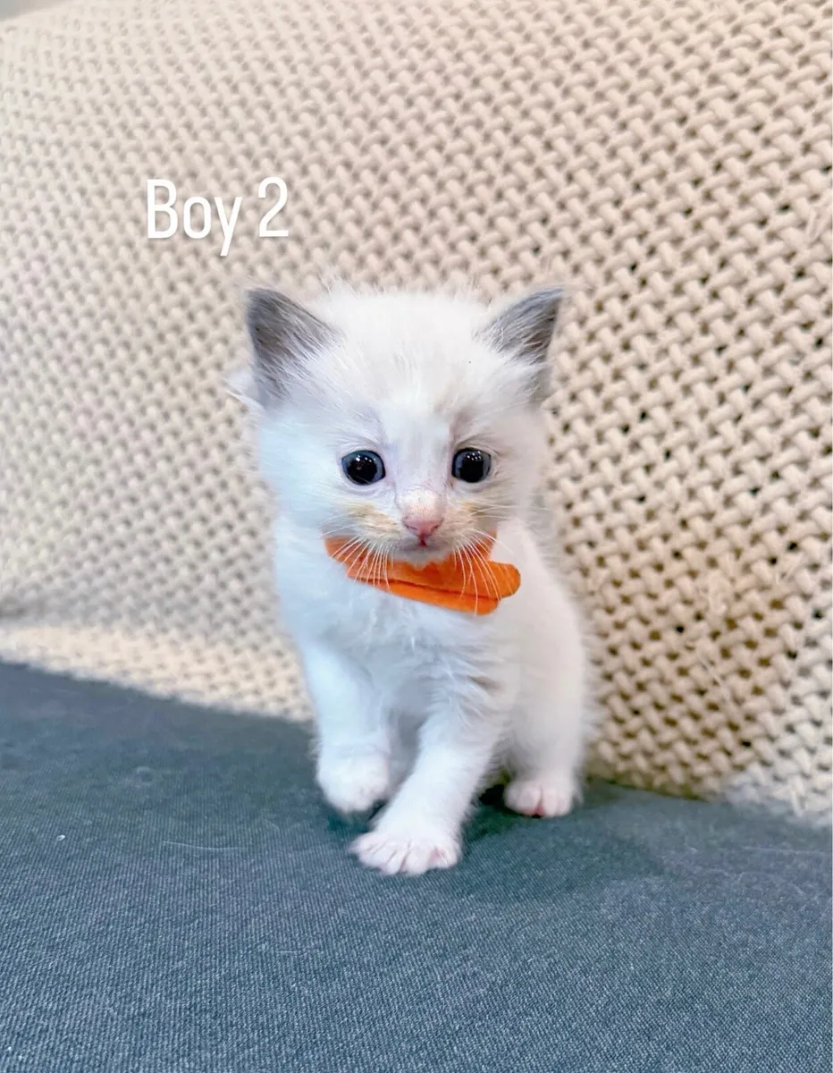 Ragdoll kittens - Image 3