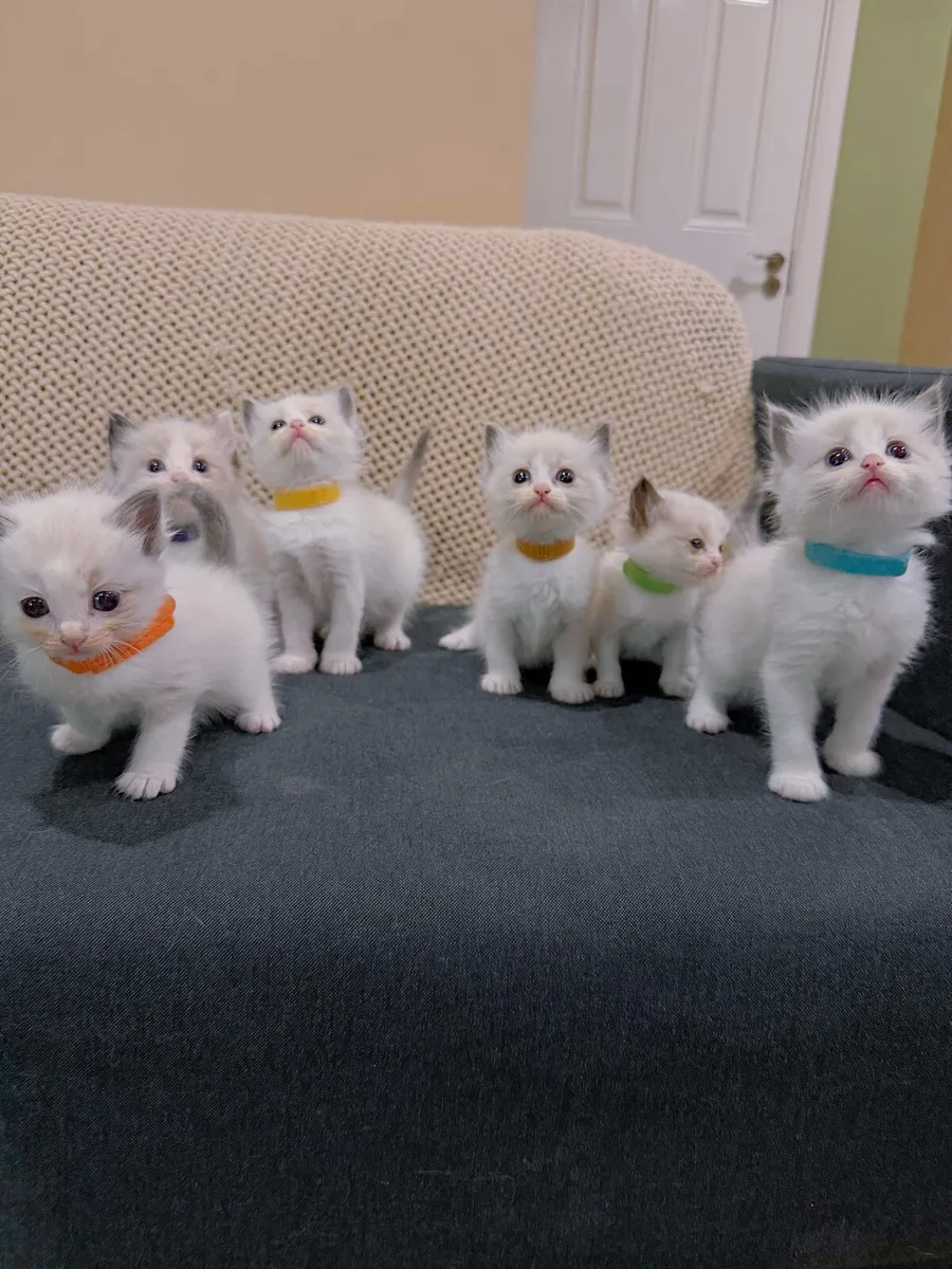 Ragdoll kittens - Image 1