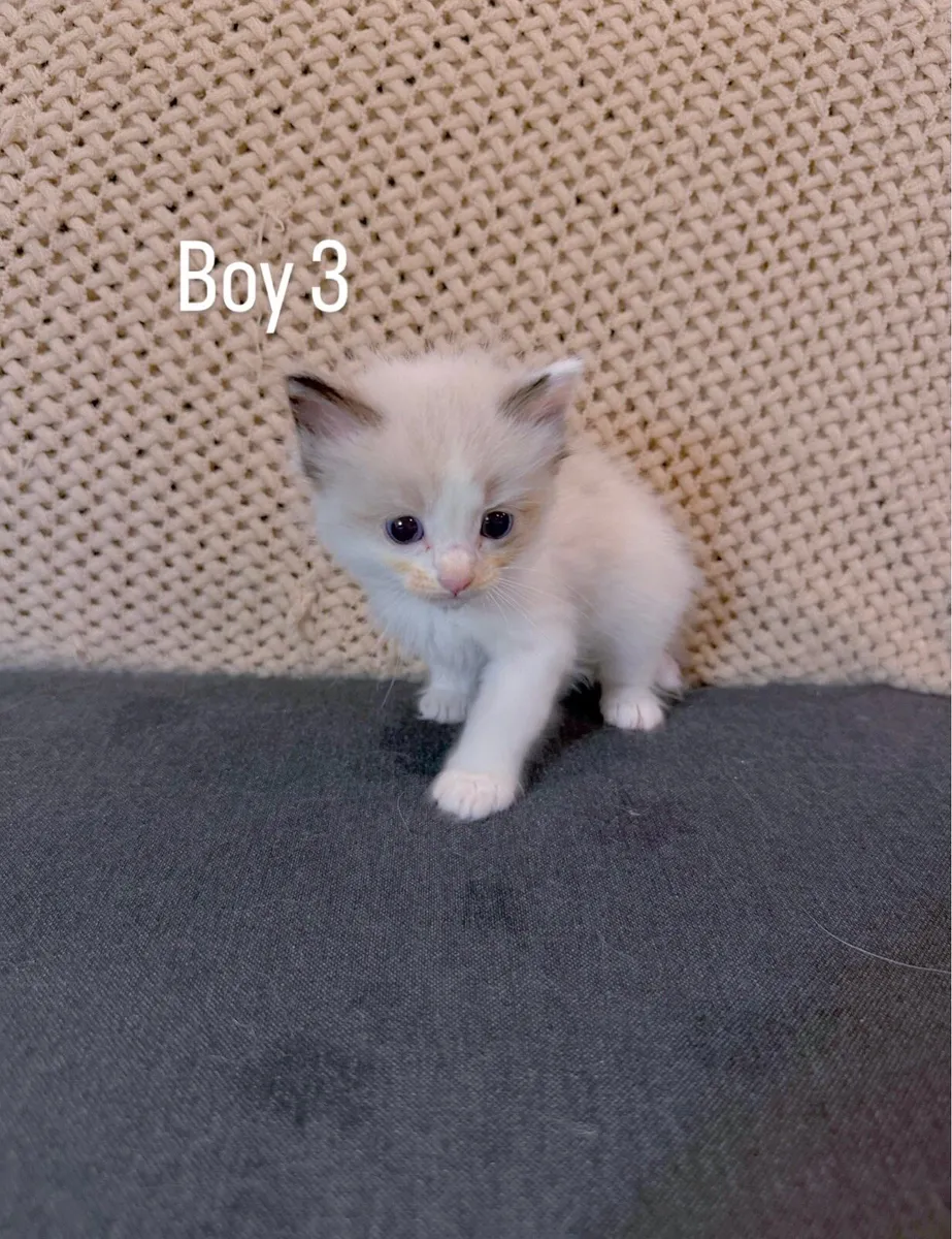 Ragdoll kittens - Image 4