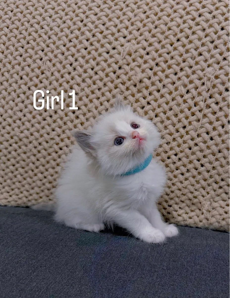 Ragdoll kittens - Image 4
