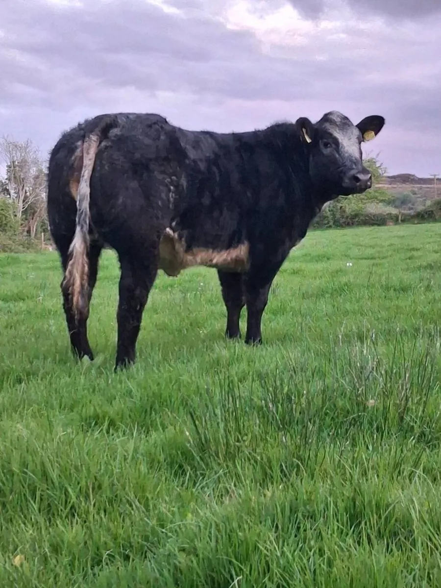 SUPER HYBRID BREEDING HEIFER FOR SALE BALLA MART - Image 1