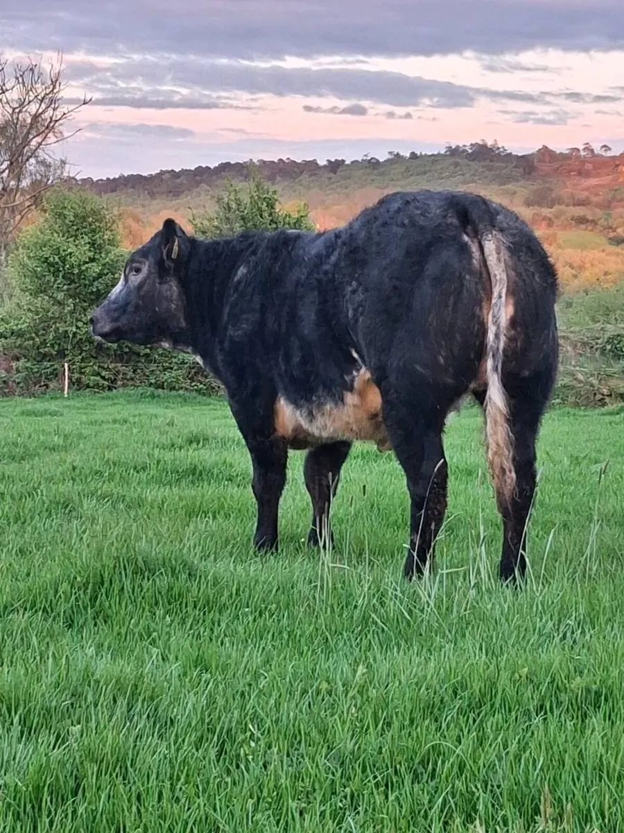 SUPER HYBRID BREEDING HEIFER FOR SALE BALLA MART - Image 3