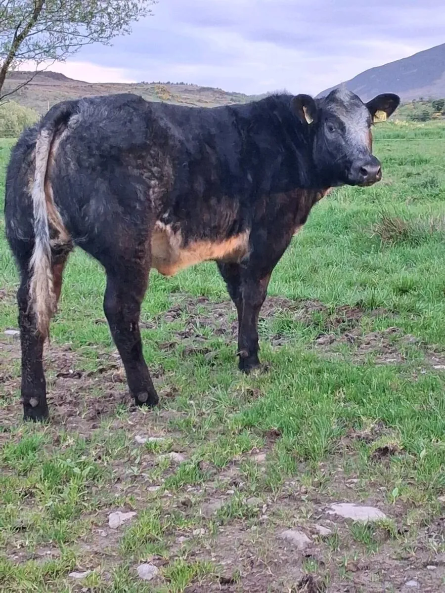 SUPER HYBRID BREEDING HEIFER FOR SALE BALLA MART - Image 4