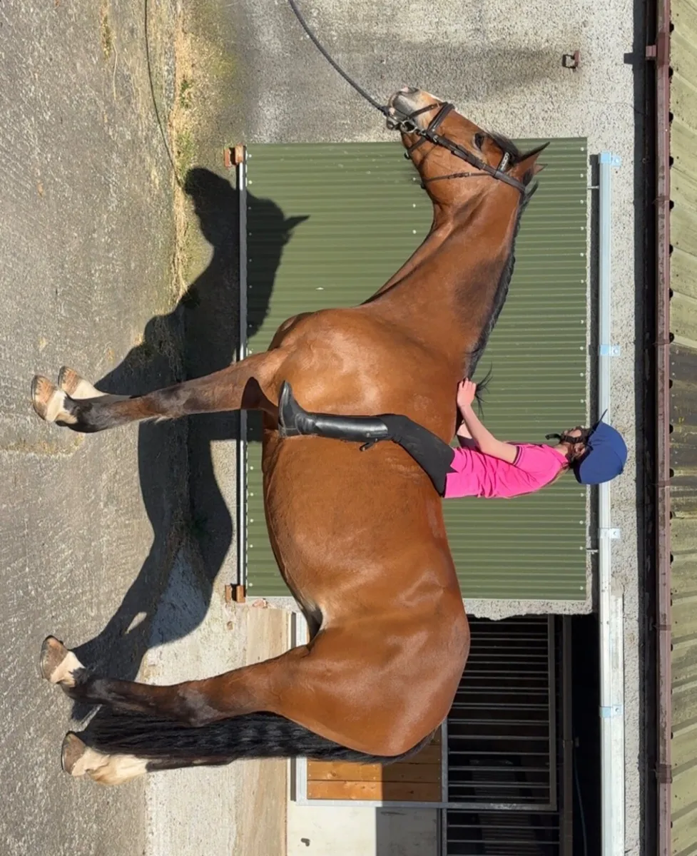 16.2 Irish draught mare - Image 3