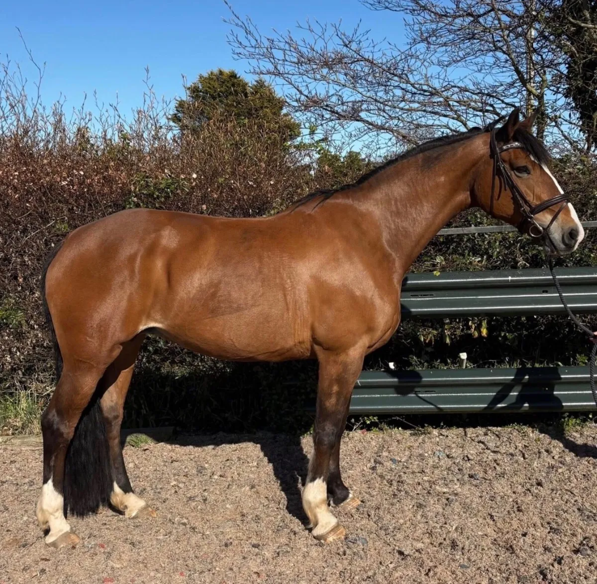 16.2 Irish draught mare - Image 1