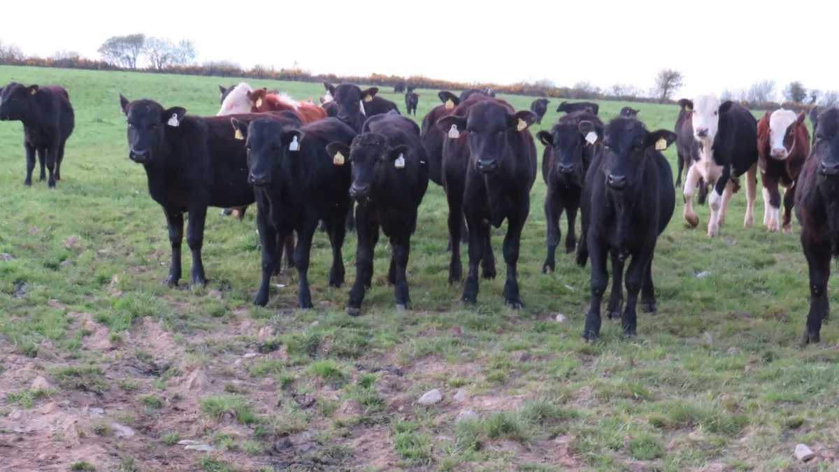 40 quality bullocks - Image 1