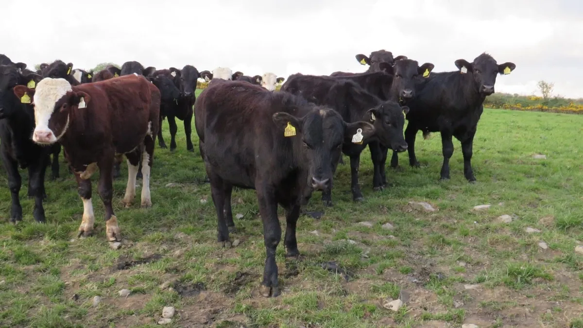 40 quality bullocks - Image 2