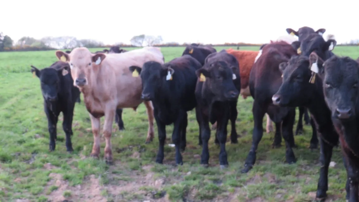 40 quality bullocks - Image 3