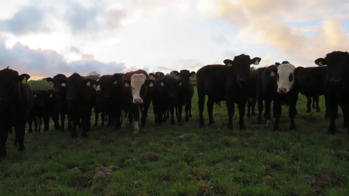 40 quality bullocks - Image 4