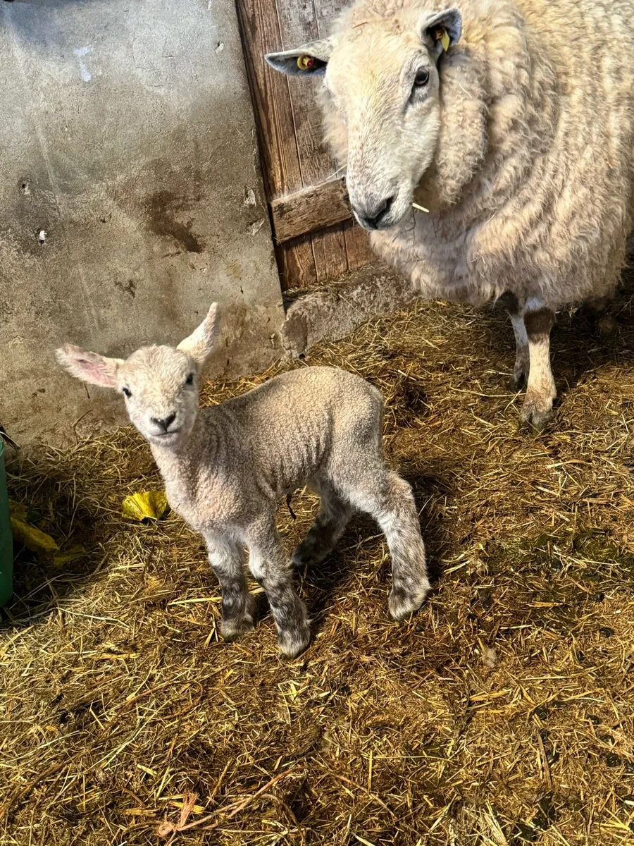 Pet / foster lambs for sale - Image 1