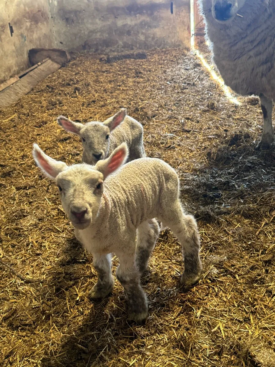 Pet / foster lambs for sale - Image 2
