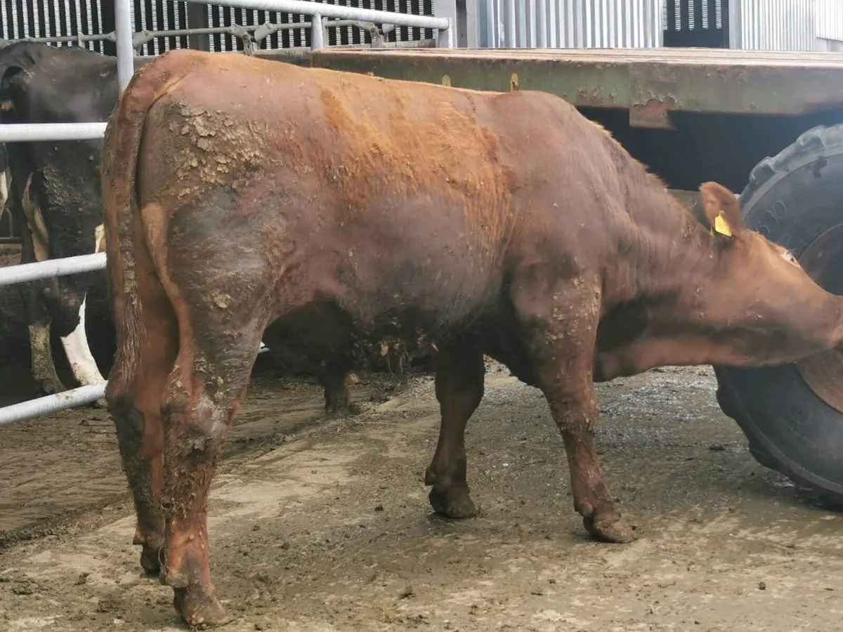 Red Angus Bulls - Image 4