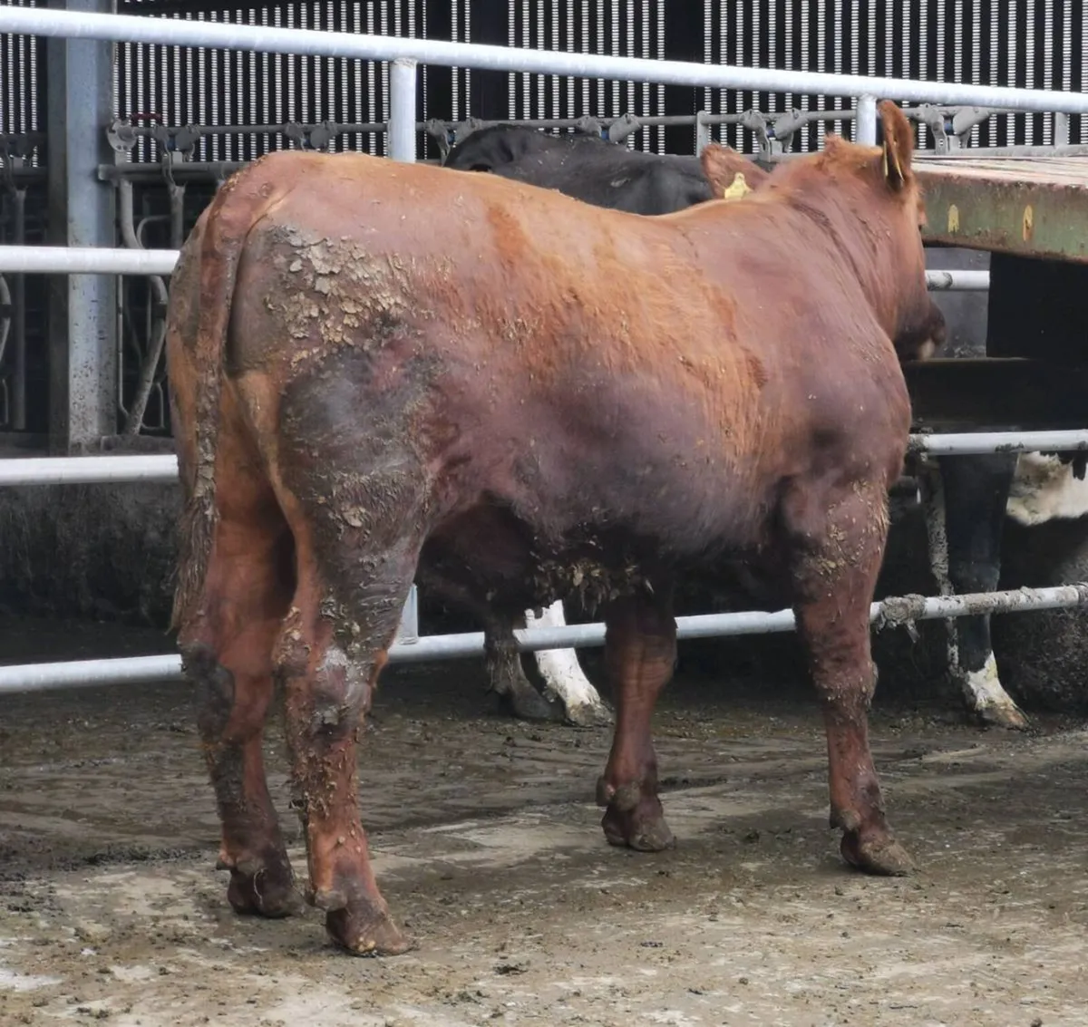 Red Angus Bulls - Image 1