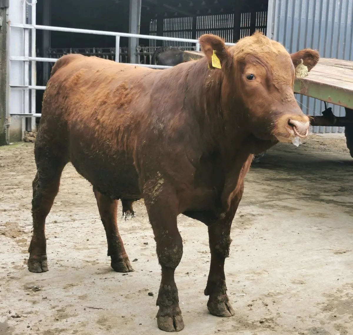 Red Angus Bulls - Image 2