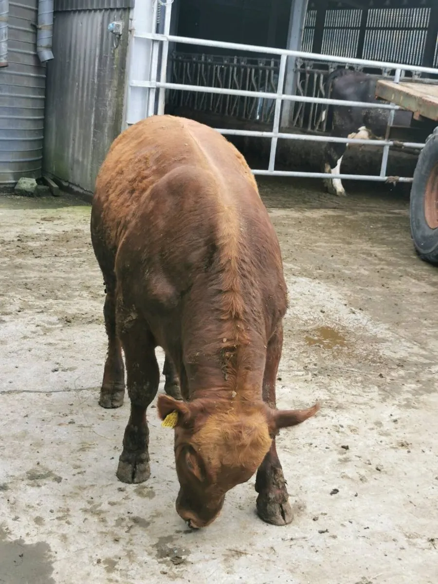 Red Angus Bulls - Image 3