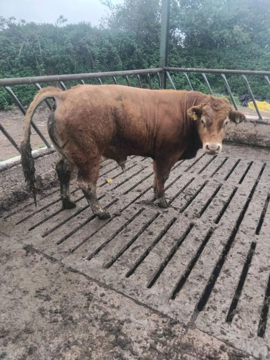 Limousin Bull - Image 1